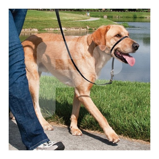 Easy walk collar de manejo para perros   negro pequeño